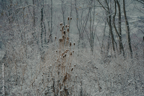 the snow on the tall plant is almost completely white in the forest photo