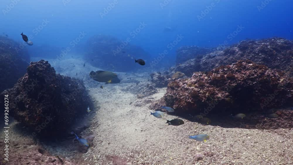 Tiparoo Reef Fabulous Fishes over the coral reef, filmed underwater in the pass of ...