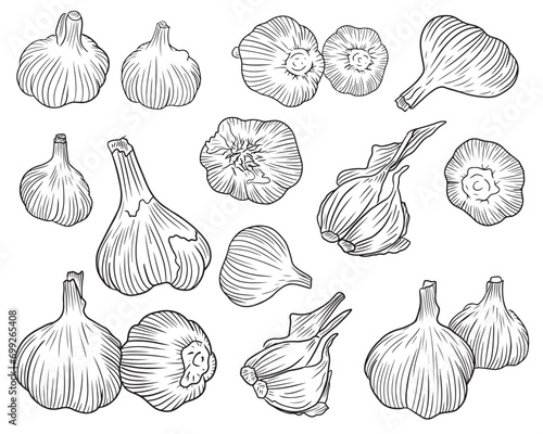 Set of different realistic garlic drawings in black isolated on white background. Hand drawn vector sketch illustration in doodle engraved line art style. Harvest, species, cooking, food, clipart .