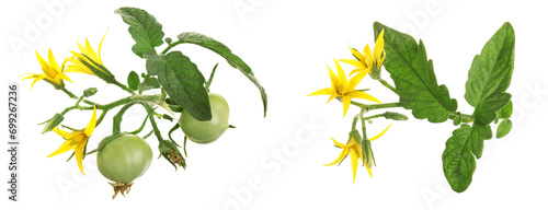 Photography yellow flower with green tomato isolated on whtie background