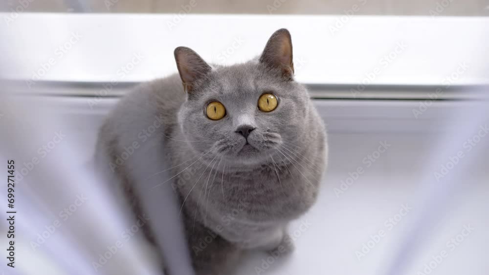 Gray British Cat Sits behind a Curtain on a Windowsill near Window, Looking Up. Close up. Isolated. Portrait of a hiding fluffy domestic British purebred cat with green eyes. Daylight. Pet lifestyle. Gray British Cat Sits behind a Curtain on a Windowsill near Window, Looking Up. Close up. Isolated. Portrait of a hiding fluffy domestic British purebred cat with green eyes. Daylight. Pet lifestyle.