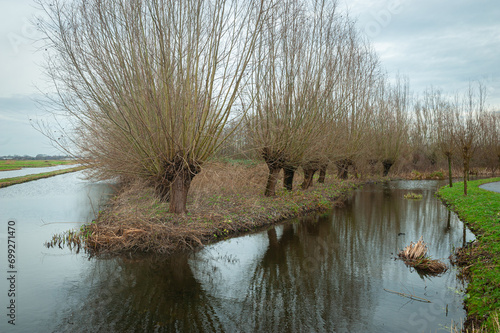 Pollard willows along the water in the polder landscape near Gouda, Netherlands