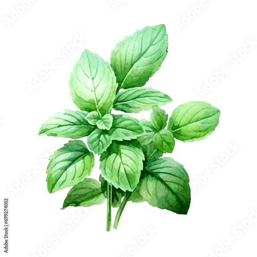 green mint herb with leaves watercolor paint on white for greeting card wedding design