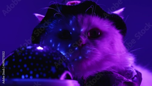 Magician cat in witch costume sitting near glowing predictable ball. Halloween photo