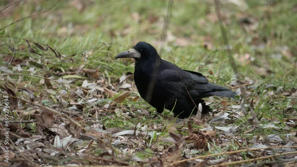 Black bird close up. Raven slow motion. Late fall. Black raven sitting in the grass. Corvus corax. Black bird close up. Raven slow motion. Late fall. Black raven sitting in the grass. Corvus corax.