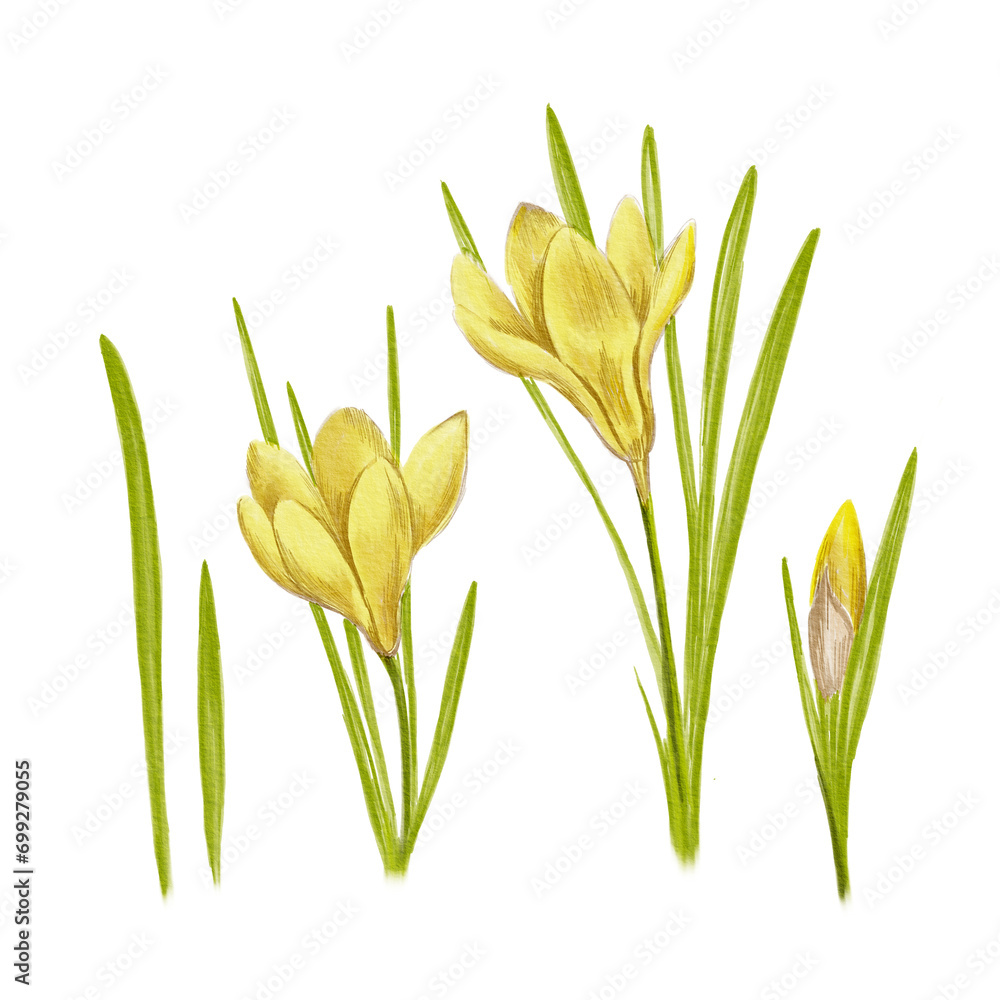 Obraz premium Set of hand drawn yellow crocuses flowers. Watercolor illustration isolated. For print on t-shirts and bags, for postcards, banner or poster.
