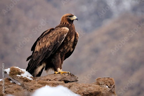 red tailed hawk in flight, Golden Eagle