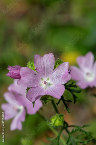 Close up of Musk mallow (malva moscahta) flowers in bloom