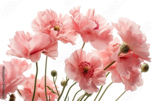 pink flowers isolated on white background