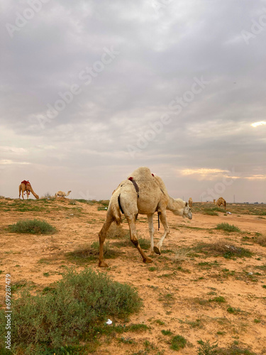 Camels in Nafud, east of Buraydah Al-Qassim, Saudi Arabia photo