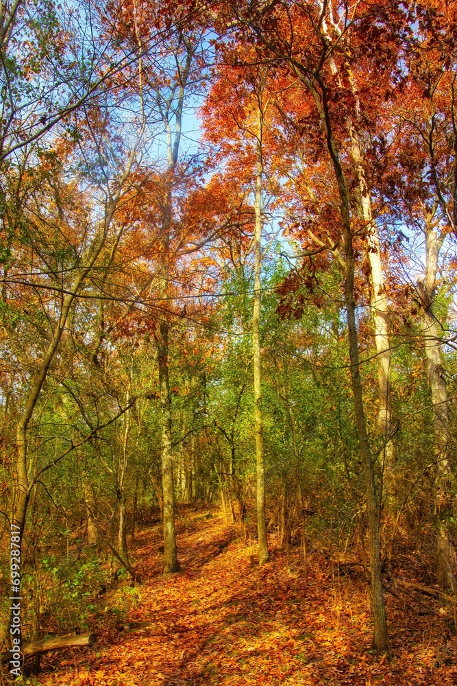 Beautiful Autumn landscape of The Ice Age Trail passing through a colorful forest on a sunny day. Beautiful Autumn landscape of The Ice Age Trail passing through a colorful forest on a sunny day.