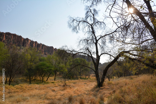 Thick trees at the foot of the mountains in the desert of Namibia, Africa