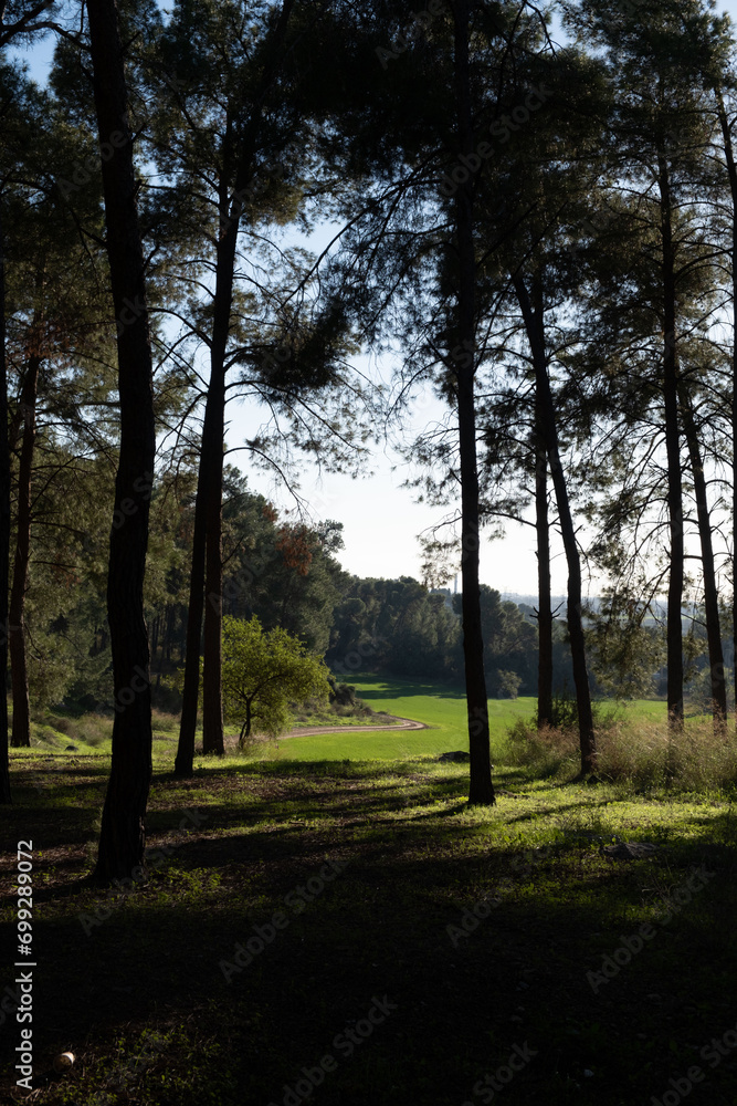 Obraz premium Serene winter scene in Beit Shemen forest, Israel, with sunlight filtering through pine trees onto a grassy path