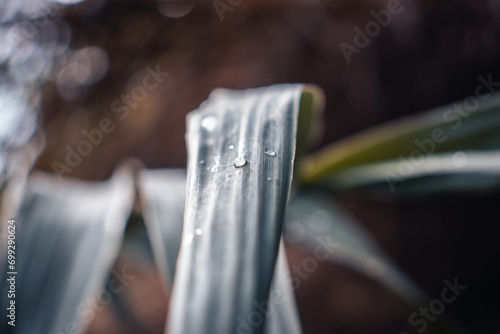 Close up water drop dew on reed photo. Big droplet on swamp dew outdoor.