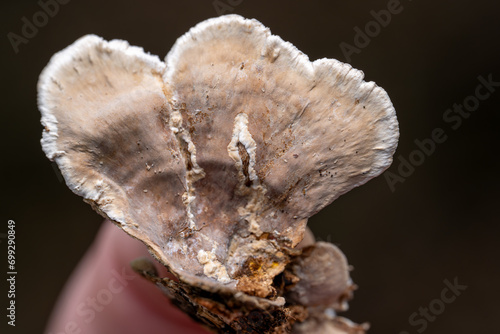 Stereum fasciatum mushroom photo