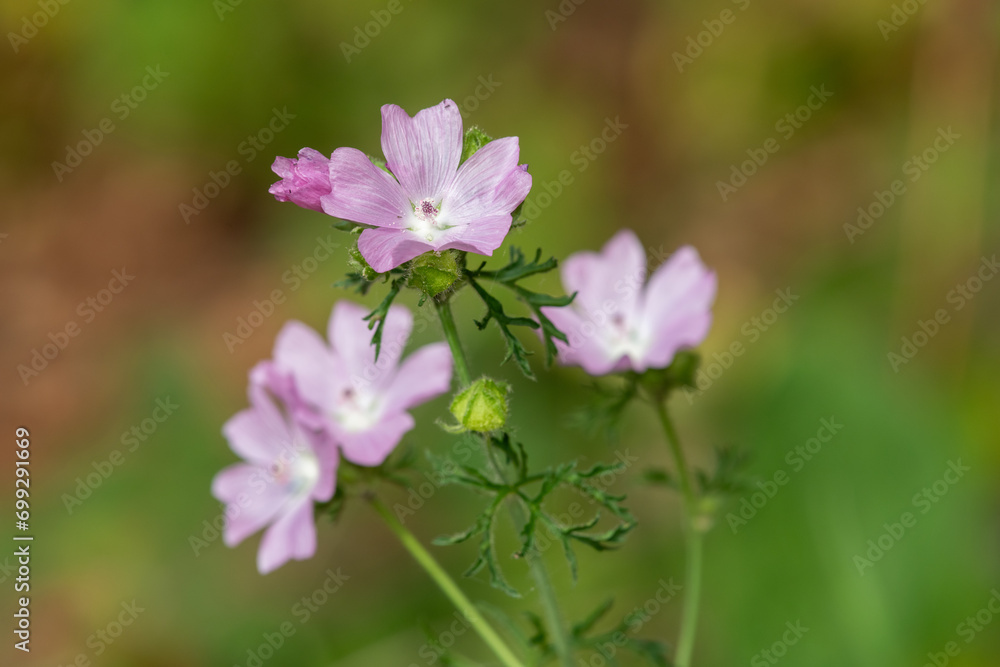 Close up of Musk mallow (malva moscahta) flowers in bloom Close up of Musk mallow (malva moscahta) flowers in bloom