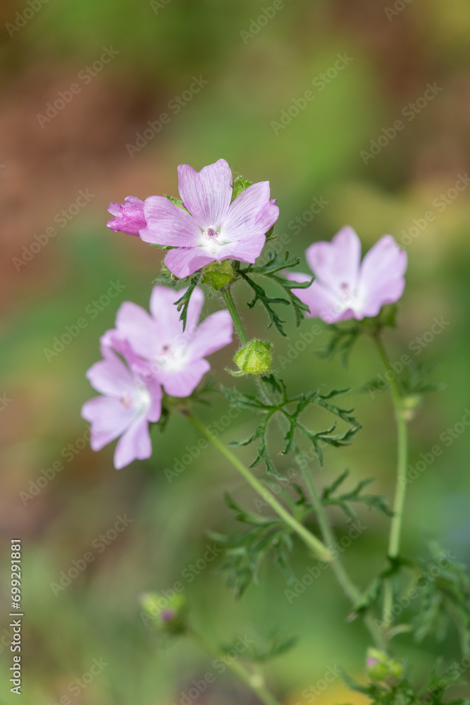 Close up of Musk mallow (malva moscahta) flowers in bloom Close up of Musk mallow (malva moscahta) flowers in bloom
