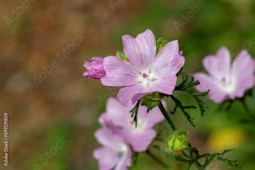 Close up of Musk mallow (malva moscahta) flowers in bloom photo