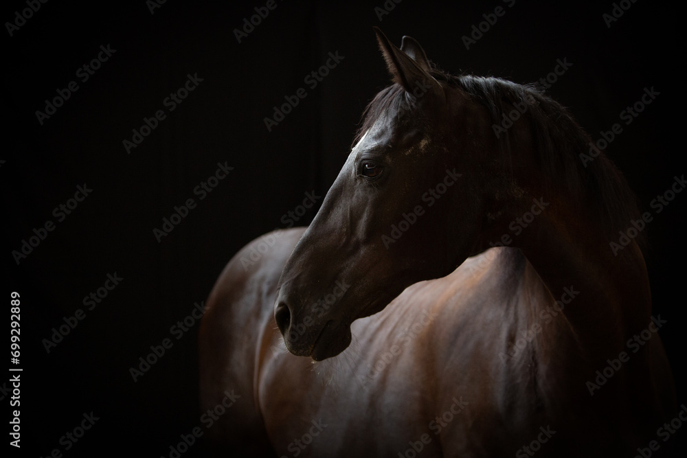 portret karego konia na czarnym tle  - obrazy, fototapety, plakaty 