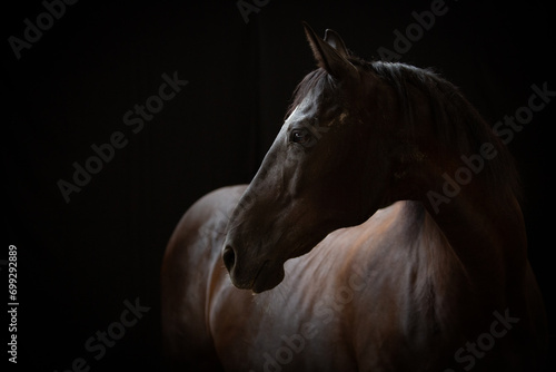 portret karego konia na czarnym tle  photo