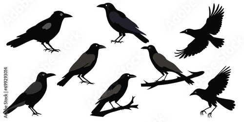 Crow silhouettes set. Vector illustration