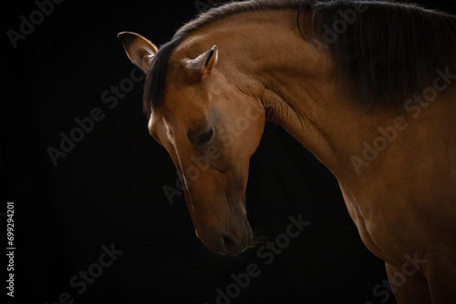 Portret gniadego konia na czarnym tle 