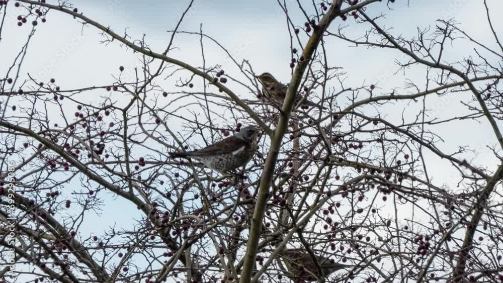 fieldfare (Turdus pilaris) eating berries amongst branches of a late autumn tree, Wiltshire UK fieldfare (Turdus pilaris) eating berries amongst branches of a late autumn tree, Wiltshire UK