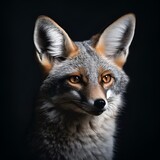 Red fox portrait with a black background 
