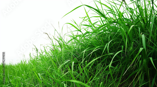 green grass on white background