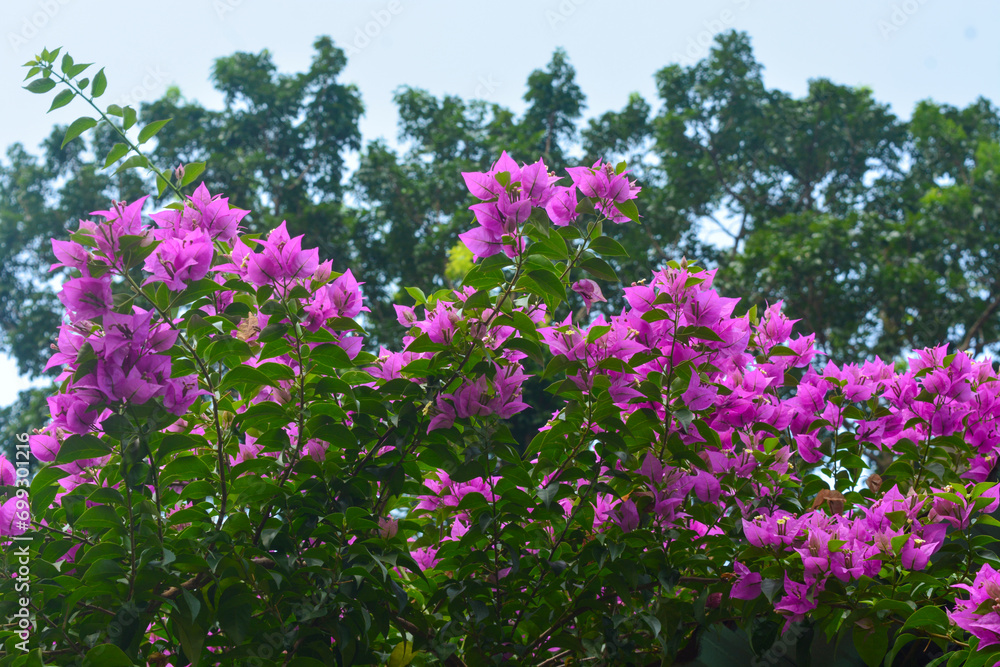 Photo of bougainvillea flowers (Bougainvillea) on the terrace of the house Photo of bougainvillea flowers (Bougainvillea) on the terrace of the house