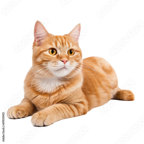 Beautiful Orange Tabby Cat Lying on White background