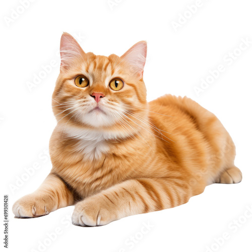 Beautiful Orange Tabby Cat Lying on White background