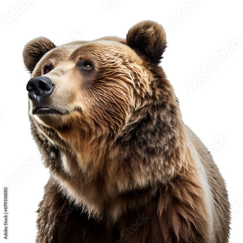 Grizzly Bear: A Half Body Picture, Isolated on Transparent Background, PNG