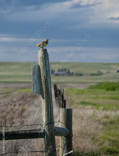 Western Meadowlark Perched on a Fencepost Near Great Falls, Montana