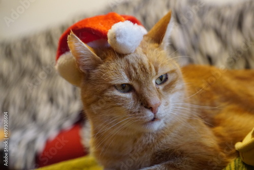 Santa Cat
