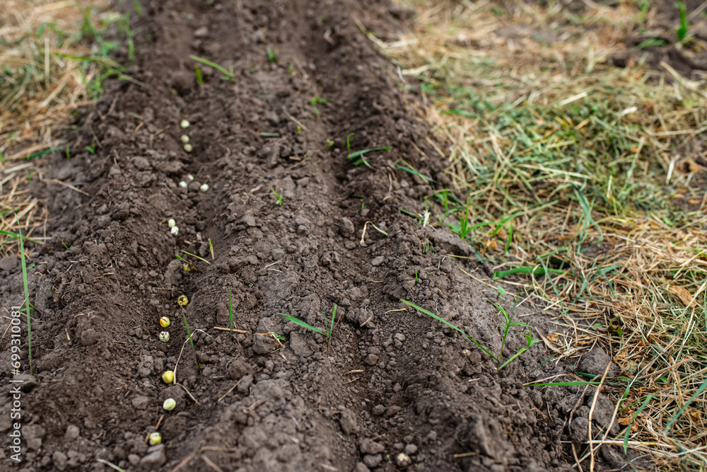Pea seeds in the garden in spring. Planting peas on an environmentally friendly farm Pea seeds in the garden in spring. Planting peas on an environmentally friendly farm