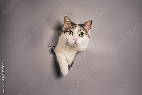 Pet portrait of a white and brown tabby cat busting through paper.