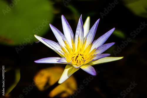 purple lotus pond