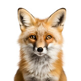 A Fox’s Half Body: Close up Photo, Isolated on Transparent Background, PNG