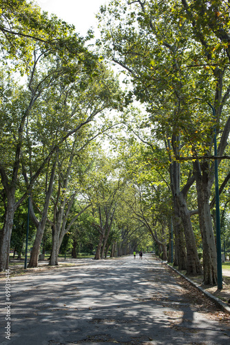 Nature Budapest City Park. Tall beautiful trees with lush green tree canopy and walking path in the city park. photo