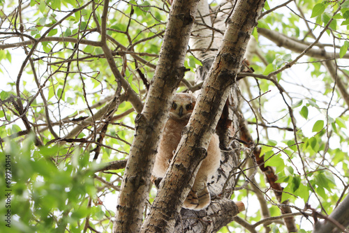 baby owl in tree
