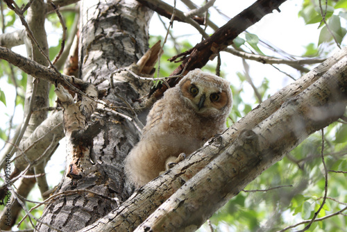 baby owl in tree