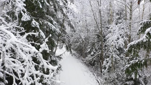 Winter nature landscape in the frosty day. Amazing winter a snowy scene in the forest. Christmas time. Winter background