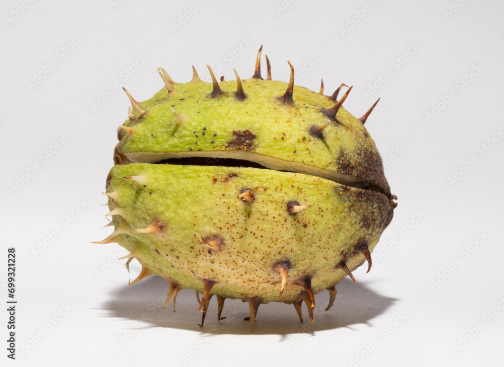 Mature horse chestnut fruits with a peel on a white background. Aesculus, buckeye. Mature horse chestnut fruits with a peel on a white background. Aesculus, buckeye.