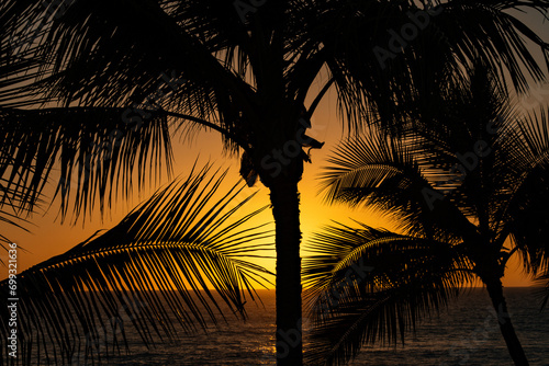 palm trees at sunset