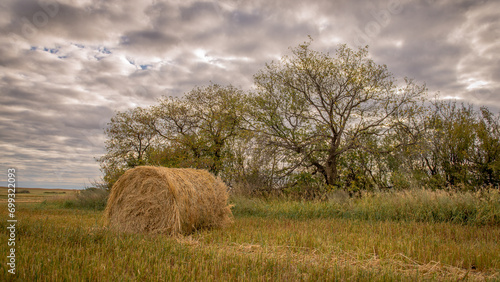 hay bales in the field
