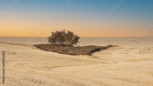 sunset in the field