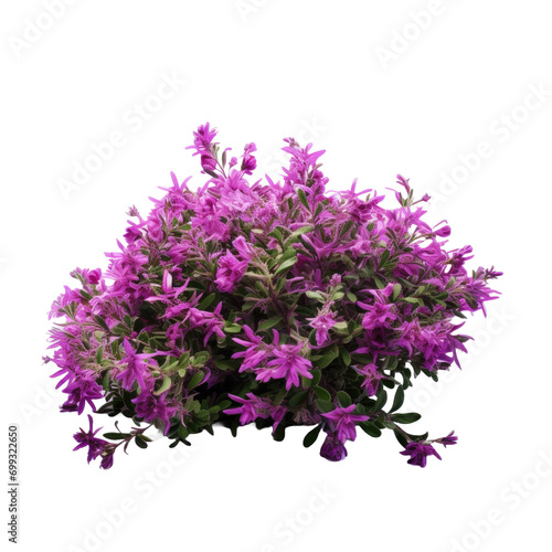Purple Flower Shrubbery Isolated In white Background