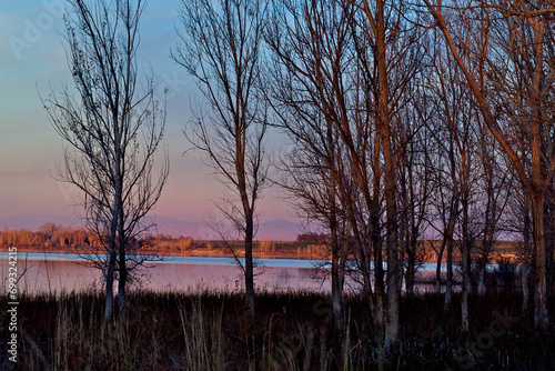 Obraz na plátně Last rays of sun illuminate bare deciduous thicket, Deer Flat National Wildlife