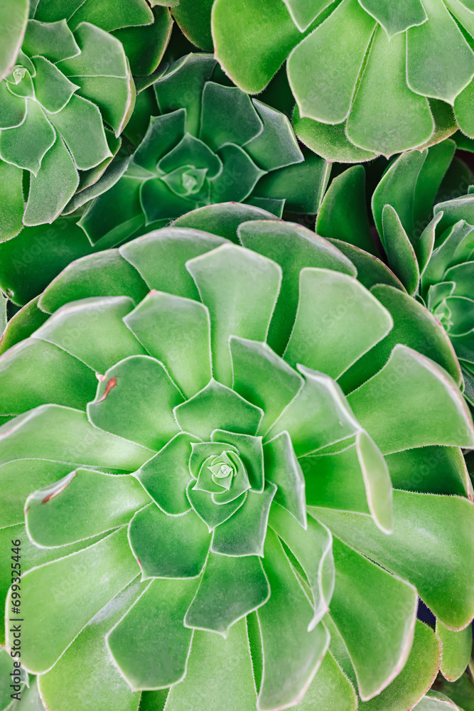 Obraz premium Green succulent plants close-up, natural background